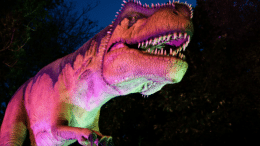 Foto: Highlite Group